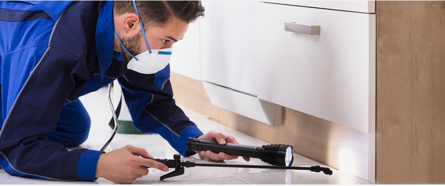 Sanger pest xpert removal